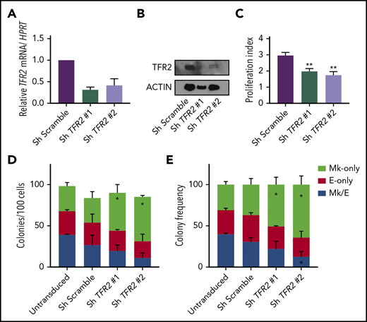 TFR2 knockdown promotes Mk commitment of human MEP. (A-B) Knockdown efficiency of TFR2 assessed by mRNA (A) and protein (B) in human MEPs 48 hours after transduction (n = 3). (C) Proliferation index of carboxyfluorescein succinimidyl ester–stained MEPs transduced with 2 different TFR2-directed shRNAs after 72 hours in culture (n = 4 per group). Colony counts by type per 100 transduced MEPs per group (D), and average frequency of colony types (n = 4) (E). Data are presented as mean + SD. *P < .05, **P ≤ .01 calculated by 2-tailed unpaired Student t test compared to Scramble control.