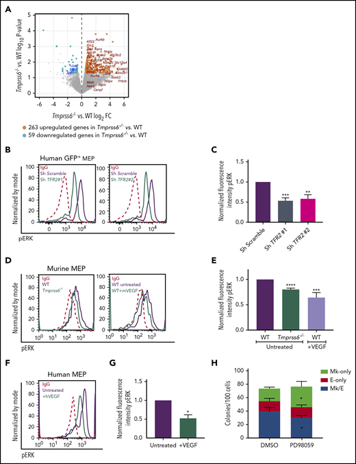 Low iron status alters VEGF and ERK signaling in MEPs. (A) Volcano plot of RNAseq analysis of sorted MEPs from Tmprss6−/− and WT mice. Upregulated genes, including VEGF targets, are identified by orange dots. Downregulated genes, including ERK targets, are identified by blue dots. (B) Representative histograms of phospho-ERK (pERK) in GFP+ gated human MEP transduced with scrambled shRNA (purple line) or TFR2-directed shRNA (green line); immunoglobulin G (IgG) control (red dotted line). (C) Normalized fluorescence intensity of phospho-ERK in GFP+ transduced human MEPs (n = 4 per group). (D) Representative histograms of phospho-ERK in WT (purple line) and Tmprss6−/− (green line on left graph) MEPs, WT MEPs treated with VEGF (50 ng/mL) for 30 minutes (green line on right graph), and IgG control (red dotted line). (E) Normalized MFI of phospho-ERK shown in panel D normalized to untreated WT MEPs (n = 3). (F) Representative histograms of phospho-ERK in untreated human MEPs (purple line), human MEPs treated with VEGF (50 ng/mL) for 30 minutes (green line), and IgG control (red dotted line). (G) Normalized MFI of phospho-ERK shown in panel F, normalized to untreated human MEPs (n = 3). (H) Colony counts by type per 100 MEPs plated in the presence of vehicle control (DMSO) or ERK inhibitor (PD98059) (n = 4). Data are presented as mean + SD. *P < .05, **P < .01, ***P < .001, and ****P = .0001 calculated by 2-tailed unpaired Student t test. FC, fold change.