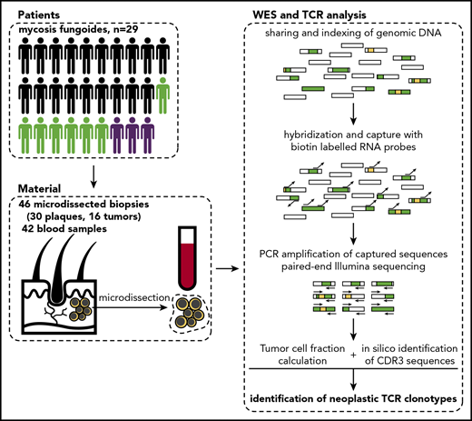 Schematic representation of sample collection and processing. Single or multiple punch biopsy specimens (4 mm) and 10 mL total blood were collected from 29 patients. In 7 patients, we collected >1 biopsy specimen (green silhouettes), and 3 patients were followed longitudinally with several biopsies and/or blood samples. The skin biopsy specimens were cryosectioned and used for laser microdissection of clusters of tumor cells, which along with blood PBMCs were processed for WES. Sequenced data were analyzed to identify rearranged CDR3 sequences of TCRA, TCRB, and TCRG and determine tumor cell fraction. Rectangles represent DNA fragments, green areas represent exons, and yellow areas represent rearranged TCR genes.