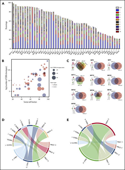 Clonotypic heterogeneity of skin lesions in MF. (A) The TCF for the skin samples was estimated by the copy-number aberration (CNA) data from the WES. The tumor cell fraction (gray bars) is plotted vs the cumulative frequency of the most abundant TCR-β clonotypes. The frequencies of the clonotypes are represented, with stacked bars representing clonotypes from the most abundant (rank 1) to the least frequent. The ranks of clonotypes are color-coded as in the legend. (B) Correlation between tumor cell fraction and the number of neoplastic clonotypes. Note that the clonotypic heterogeneity is not dependent on the stage of the lesion (tumor vs plaque). The size of the circle is proportional to the percentage of the most dominant (rank 1) TCR-β clonotype. (C) Topological heterogeneity in MF. Venn diagrams illustrating the number of overlapping TCR-β clonotypes across different skin lesions. The location and type of the lesion is plotted for each patient (green circle, plaque; red square, tumor). (D-E) VJ combination diversity of TCR-β clonotypes in MF. The combinations of VJ genes of the neoplastic clonotypes are presented in panels D (MF32) and E (MF16).