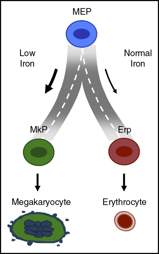 Model describing how iron may regulate the road taken by MEP when it arrives at the fork to choose between red cell vs platelet production.