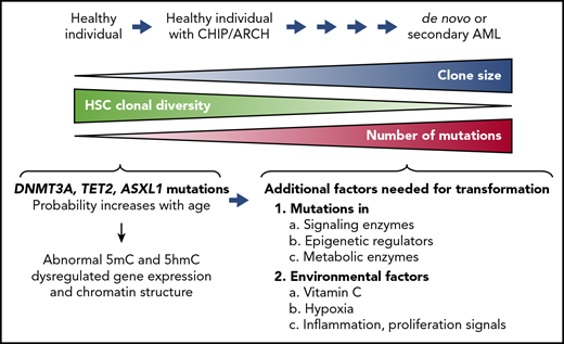 Clonal hematopoiesis. The diagram illustrates disease progression from clonal hematopoiesis to acute myeloid leukemia (AML). Somatic LOF mutations of TET2, DNMT3A, or ASXL1 confer a competitive advantage on HSCs and result in aberrant expansion of mutant HSC clones. This process, also known as CHIP or ARCH, can be observed in healthy individuals who may not develop clinical abnormalities for decades. The clonal diversity of HSCs contributing to hematopoiesis gradually decreases in individuals with CHIP/ARCH, concomitantly with an increase in the size of the HSC clones bearing the mutations. Secondary mutations tend to accumulate in these mutated HSCs with age, predisposing individuals with CHIP/ARCH to a higher risk of developing hematopoietic malignancies, including de novo or secondary AML. Additional factors that could contribute to cell transformation are mutations in signaling enzymes and/or epigenetic regulators, metabolic alterations, and environmental factors, including vitamin C levels, inflammation, and hypoxia (lower right).