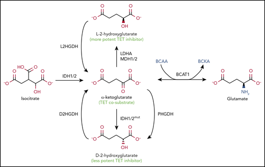 Regulation of TET enzymatic activity by metabolites. Metabolic pathways that alter levels of αKG and 2HG. The TET cosubstrate αKG, a TCA cycle intermediate, is produced from isocitrate by the cytoplasmic and mitochondrial isocitrate dehydrogenases IDH1 and IDH2, respectively (left). 2HG, a metabolite structurally similar to αKG, inhibits TET activity (middle). 2HG has 2 stereoisomers, L-2HG, also known as S-2HG (top), and D-2HG, also known as R-2HG (bottom), which are converted back to αKG by L-2-hydroxyglutarate dehydrogenase (L2HGDH) and D-2-hydroxyglutarate dehydrogenase (D2HGDH), respectively. GOF IDH mutations found in glioma, AML, and AITL can convert αKG into D-2HG, the prototype oncometabolite, a less potent inhibitor of TETs and other dioxygenases compared with L-2HG. Endogenous enzymes, such as phosphoglycerate dehydrogenase (PHGDH), an enzyme frequently amplified in breast cancers and melanoma, can also produce D-2HG, although it is not clear whether physiologically relevant concentrations of the metabolite are achieved. The more potent TET inhibitor L-2HG is generated by endogenous enzymes lactate dehydrogenase A (LDHA) and malate dehydrogenases 1 and 2 (MDH1/2). The level of αKG critically affects the activity of TET and other dioxygenases. The enzyme branched-chain amino acid (BCAA) transaminase 1 (BCAT1) reversibly transfers the amino group from the BCAAs leucine, isoleucine, and valine to αKG to yield branched-chain α-keto acids (BCKAs) and glutamate (right). The high levels of BCAT1 found in numerous cancers result in decreased levels of αKG, thus interfering with αKG-dependent enzymes, including TET proteins.