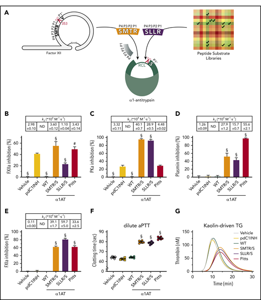 Modification of α1-antitrypsin Pittsburgh’s RCL for contact system enzyme blockade. (A) α1-Antitrypsin reactive center loop grafting strategy. The reactive center is indicated by a scissors symbol. (B-E) Screening of target enzymes inhibition by α1AT variants and their controls; table insets show second-order rate constants (k2: 104 M−1·s−1; ND = not detected). (B) Inhibition of 25 nM αFXIIa by 96.2 nM SERPIN. (C) Inhibition of 2.3 nM PKa by 28.9 nM SERPIN. (D) Inhibition of 24.1 nM plasmin by 24.1 nM SERPIN. (E) Inhibition of 2.5 nM FXIa by 9.6 nM SERPIN. (F) Inhibition of dilute aPTT clotting times in normal plasma by 384 nM SERPIN or buffer (vehicle). (G) Inhibition of kaolin-driven thrombin generation in normal plasma by 384 nM SERPIN or buffer (vehicle). Data represent the mean ± standard deviation (SD) of 3 separate experiments, each performed in duplicate. #P < .005; §P < .0001, compared with pdC1INH by 1-way analysis of variance (ANOVA). pdC1INH, plasma-derived C1INH; Pitts, α1AT-Pittsburgh; SLLR/S, α1AT-SLLR/S; SMTR/S, α1AT-SMTR/S; WT, wild-type α1AT.
