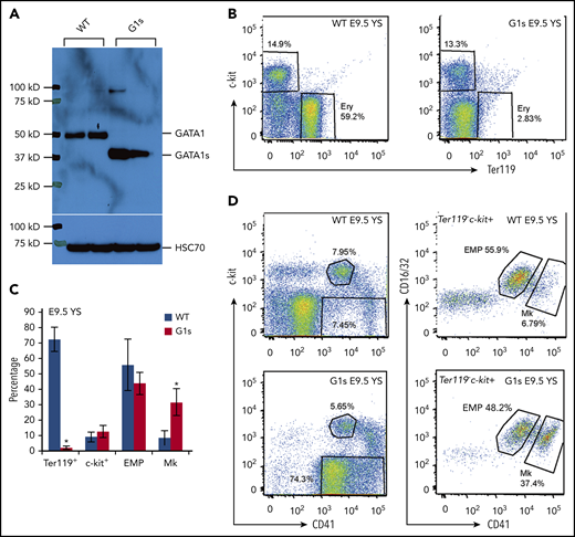 Impaired yolk sac erythropoiesis in Gata1s embryos. (A) Western blot to detect the expression of GATA1 full length (GATA1) in WT embryos and the short isoform (GATA1s) in Gata1s mutant embryos (G1s). Cell lysates were extracted from E13.5 total fetal liver cells. Heat shock protein family A member 8 (HSC70) is shown as a loading control. (B) Flow cytometry assessment of the erythroid (Ery) population in E9.5 yolk sac (YS) using double-staining with antibodies against c-kit and Ter119. (C) Bar graph depicting mean (± SD) percentages of Ter119 positive, c-kit positive, EMP) and megakaryocyte (Mk) populations from yolk sacs of E9.5 WT and G1s as determined by flow cytometry. N ≥ 3. (D) Representative flow cytometry plots of EMPs and Mk stained with antibodies against c-kit, CD16/32 (FcγRIII and II), Ter119, and CD41. *P ≤ .05 (unpaired Student t test).