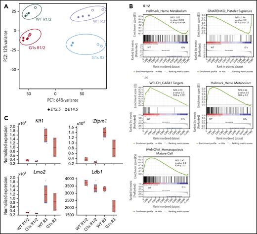 Dysregulation of gene expression in Gata1s mutant erythroid cells. (A) PCA of global gene expression changes as determined by RNA-seq of R1/2- and R3-sorted erythroblasts from WT and G1s at days E12.5 (●) and E14.5 (○). (B) GSEA of differentially expressed genes in WT R1/2 vs G1s R1/2, or WT R3 vs G1s R3 erythroid cells. NES, normalized enrichment score; FDR, false discovery rate. (C) Boxplots showing the normalized expression of selected erythroid lineage genes from the RNA-seq. The red horizontal line indicates the mean normalized expression, the light red box represents the 95% confidence interval for the mean, and the blue box represents ± 1 SD.