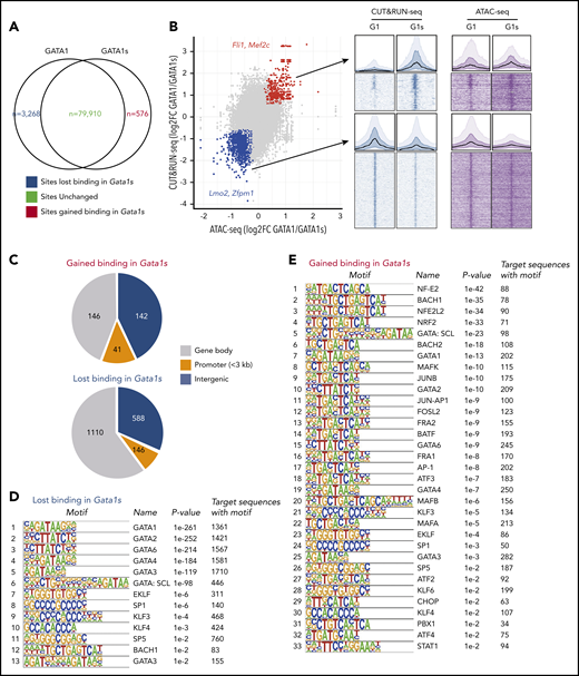 Loss of the N terminus of GATA1 alters its chromatin occupancy. (A) Venn diagram showing the numbers of binding sites of GATA1 full-length vs GATA1s in E13.5 erythroid cells as determined by CUT&RUN-seq of the endogenous GATA1 proteins. The absence of the N terminus did not alter binding to 79 910 sites (gray), but resulted in gain of GATA1s binding on 576 sites (red) and decreased GATA1s binding on 3268 sites (blue). (B) Integration of CUT&RUN-seq and ATAC-seq data highlights changes in occupancy and accessibility. A total of 329 of the 576 gained sites (red; eg, Fli1 and Mef2c loci) also gained chromatin accessibility, whereas 1844 sites (blue) that lost binding (eg, Lmo2 and Zfpm1 loci) also showed reduced chromatin accessibility. Aggregated binding signals are shown above the heatmaps for gained and lost sites by CUT&RUN-seq and ATAC-seq, respectively. (C) Pie charts showing the distribution of sites that were gained or lost by GATA1s. The rank lists of binding motifs of sites that lost (D) or gained (E) binding of GATA1s.