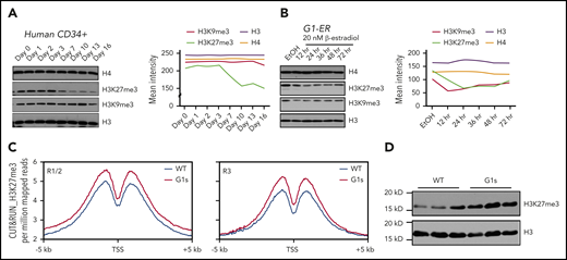 Perturbed H3K27 methylation in Gata1s mutant erythroid cells. (A) Western blot depicting the levels of H3K27me3 and H3K9me3 at different days of erythroid cell maturation from human CD34 cells. Total H3 and total H4 are shown as loading controls. The intensity of the bands was measured with ImageJ (right). (B) H3K27me3 and H3K9me3 levels were assayed in G1-ER cells at different time points following induction of differentiation by 20 nM β-estradiol. The intensity of the bands was measured with ImageJ (right). (C) Metaplots of H3K27me3 CUT&RUN signal comparing WT and Gata1s E13.5 erythroid cells plotted across a 10-kb window; the y-axis indicates depth per million mapped reads. (Left) R1/R2 population; (right) R3 population. (D) Western blot of the levels of H3K27me3 in fetal liver cells from WT and Gata1s E13.5 embryos.
