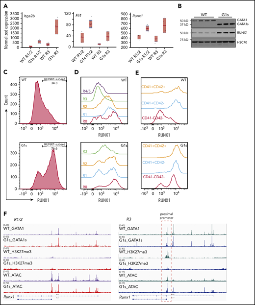 RUNX1 expression is aberrantly elevated in Gata1s erythroid cells. (A) Boxplots depicting the normalized expression of selected megakaryocyte lineage genes as determined by RNA-seq. The red horizontal line indicates the mean normalized expression, the light-red box represents the 95% confidence interval for the mean, and the blue box represents ± 1 SD. (B) Western blot of GATA1/GATA1s, RUNX1, and HSC70 in WT and G1s erythroid cells. Cell lysates were extracted from E13.5 total fetal liver cells. Each lane represents a different embryo. HSC70 is provided as a loading control. Fetal liver cells were isolated from E12.5 embryos and stained with erythroid surface markers (CD71 and Ter119) or megakaryocyte surface markers (CD41 and CD42), then assessed for RUNX1 expression by intracellular flow cytometry. Data from total fetal liver cells (C), individual stages of erythropoiesis (R0-R4/5) (D), and megakaryocytes (CD41−CD42− > CD41+CD42− > CD41+CD42+) (E) are shown. (F) Tracks of CUT&RUN-seq data corresponding to GATA1, GATA1s, and H3K27me3 as well as ATAC-seq at the Runx1 locus. Histograms were normalized to account for differences in the number of reads per library. The red dashed box (right) highlights the changes in recruitment of H3K27me3 and differential chromatin accessibility (ATAC-seq) at GATA1/GATA1s binding sites in the Runx1 proximal promoter.