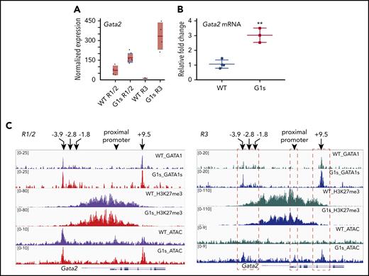 GATA2 is overexpressed in Gata1s erythroid cells. RNA-seq (A) and RT-qPCR (B) confirming the increased expression of GATA2 in G1s erythroid cells. Total mRNA was extracted from E13.5 fetal liver cells for RT-qPCR. (C) Tracks depicting CUT&RUN-seq of GATA1, GATA1s, and H3K27me3 as well as ATAC-seq at the genomic locus of Gata2 in the R1/2 and R3 populations. Histograms were normalized to account for differences in the number of reads per library. Four well-studied regulatory elements (−3.9 kb, −2.8 kb, −1.8 kb, and +9.5 kb) and the proximal promoter of Gata2 are indicated by arrows. Red dashed boxes (right) highlight the changes in H3K27me3 and differential chromatin accessibility (ATAC-seq) at GATA1/GATA1s-binding sites and the Gata2 proximal promoter. **P ≤ .01 (unpaired Student t test).