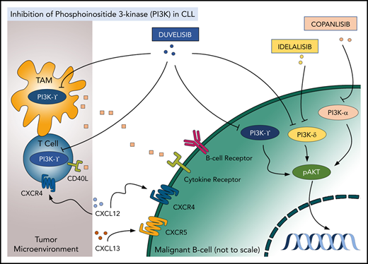 Targeting PI3K isoforms with duvelisib, idelalisib, and copanlisib in the tumor and the microenvironment. TAM, tumor-associated macrophage.