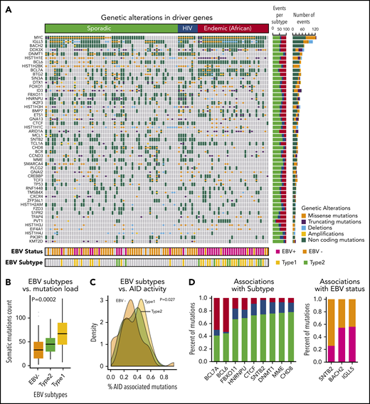 Landscape of genetic drivers in BL subtypes. (A) Heatmap of genetic alterations across BLs for the driver genes mutated in at least 15 samples. The bar plot on the right shows the sample counts for each of the driver genes. (B) Box plots showing the differential mutation load across the EBV subtypes. (C) Distribution of the proportion of AID-associated mutations for EBV status. (D) Bar plots showing genetic alterations significantly associated with BL subtypes (left) and EBV status (right).