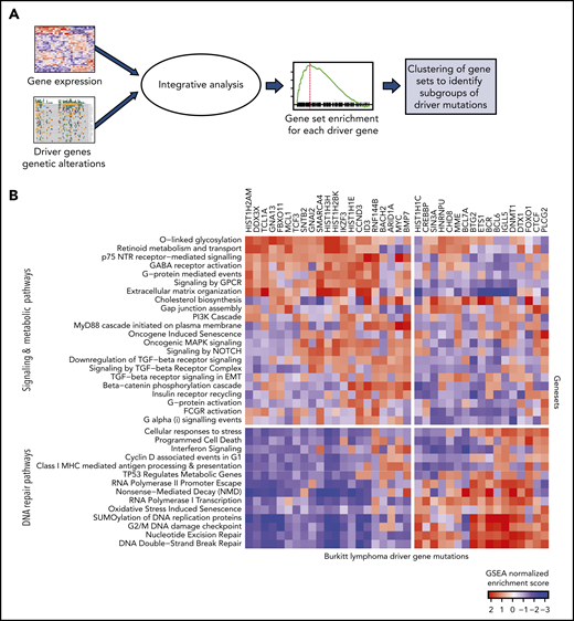 Expression patterns across BL. (A) Schematic showing the integrative analysis of driver gene mutations and gene expression profiles for BL. (B) Heatmap showing enrichment scores for gene sets associated with genetic alterations in each of the driver genes shows 2 clusters of gene sets: signaling and metabolic pathways and DNA repair.