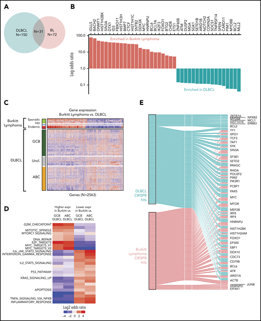Comparison of BL to DLBCL. (A) Comparison of mutational driver in BL vs DLBCL are shown in a Venn diagram. (B) Bar plot showing contrasting mutational frequencies. (C) Heatmap of differential genes is shown for BL and DLBCL subgroups. (D) Heatmap of differential gene sets for BL vs ABC and GCB DLBCL. (E) Essential genes in BL and DLBCL identified by CRISPR knockout screen. Essential genes are grouped as BL-specific, DLBCL-specific, or shared (effects in both) effects upon knockout.