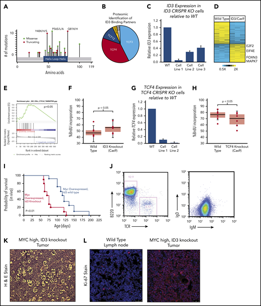 Characterization of ID3 loss in BL. (A) The mutational landscape of ID3 mutations found in BL with all 3 subtypes manifesting similar mutational patterns. (B) Proteomics analysis of proteins bound to WT ID3 in BL cell lines. (C) Quantitative PCR (qPCR) data showing diminished ID3 expression in CRISPR knockout (KO) cell lines. (D) RNA-seq data revealing differentially expressed genes between WT and ID3 CRISPR-engineered cell lines. (E) GSEA-identified cell cycle genes as being upregulated in ID3 CRISPR-engineered cells lines. (F) ID3 silencing is associated with increased incorporation of BrdU, indicating increased proliferation. (G) qPCR data showing diminished TCF4 expression in CRISPR- engineered cell lines. (H) TCF4 silencing is associated with decreased incorporation of BrdU, indicating decreased proliferation. (I) Tumor development and overall survival in Eµ-Myc+; Id3+/− (n = 10) mice compared with Eµ-Myc+; Id3+/+ (n = 8) mice. (J) Flow cytometry analysis of B220/TCR and IgD/IgM of Id3fl/+; AID-Cre+; Eµ-MycTg/0 tumors. (K) Tumors from Id3fl/+; AID-CreTg/0; Eµ-MycTg/0 conditional knockout crosses show a starry sky pattern. (L) Tumors from Id3fl/+; AID-CreTg/0; Eµ-MycTg/0 conditional knockout crosses have high Ki-67 expression. H&E, hematoxylin and eosin. Error bars represent standard error of the mean. Microscopy images are at ×10 magnification.