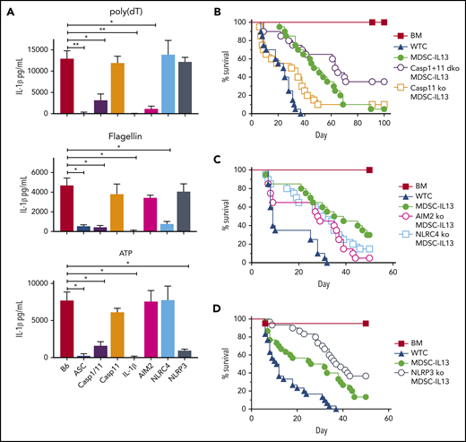 MDSC-IL13s responsive to inflammasome induction. MDSC-IL13s were generated from WT (B6), ASC KO, caspase-1/-11 dKO, caspase-11 KO, IL-1β KO, AIM2 KO, NLRC4 KO, or NLRP3 KO donors and then challenged with LPS (0.2 µg/ml) for 3 hours followed by poly(dT) (0.8 µg/mL), flagellin (0.12 µg/mL), or ATP (2 mM), as indicated. (A) One hour after full inflammasome induction, culture supernatants were analyzed for IL-1β by ELISA. Data represent 3 replicate cultures and 2 independent experiments. (B) Kaplan-Meier survival curve for Balb/c-recipient GVHD mice given BM, BM plus 2e6 CD25-depleted whole T cells (WTCs), and BM plus WTCs with MDSC-IL13s (M13) or caspase-1/-11 dKO MDSC-IL13s. WTCS vs M13, P < .0001; WTCS vs caspase-1/-11 dKO, P < .0001; M13 vs caspase-1/-11 dKO, P = .0389. Data represent combination of 2 independent experiments, n = 20 per group. (C) Same as in panel B, using AIM2 KO or NLRC4 KO MDSC-IL13s. WTCs vs all M13 groups, P < .003; M13 vs AIM2 KO or NLRC4 KO P = not significant. Data represent 2 independent pooled experiments, n = 20 per group. (D) Same as in panel B, using NLRP3 KO MDSC-IL13s. WTCs vs M13, P = .0001; WTCs vs NLRP3 KO, P < .0001; M13 vs NLRP3 KO, P = .0250. Data are representative of 3 independent pooled experiments, n = 30 per group. *P < .05, **P < .01.