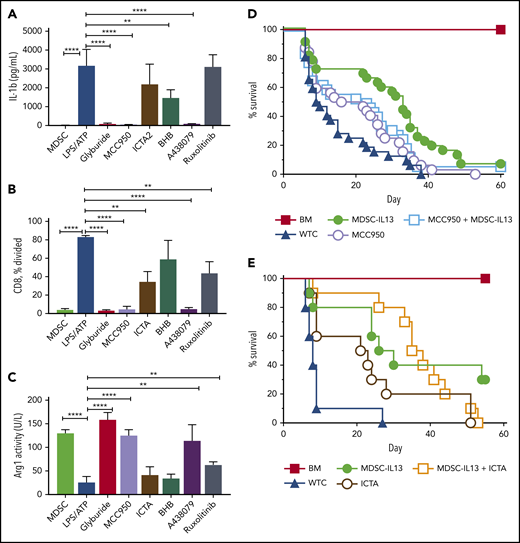 NLRP3 inflammasome inhibition protects function of MDSC-IL13s. Cultured WT MDSC-IL13s were treated as indicated with reagents to inhibit inflammasome induction or myeloid maturation 1 hour before LPS plus ATP inflammasome induction: glyburide (100 µM), MCC950 (10 µM), ICTA2 (200 µg/ml), BHB (200 µM), A-438079 (25 µM), and ruxolitinib (1 µM). One hour after ATP stimulation, cultures were assayed as indicated. (A) Culture supernatants were assessed for IL-1β. (B) Harvested MDSCs were counted and plated for CFSE suppression assay at a 1:1 ratio with responding CD25-depleted whole T cells (WTCs); data represent frequency of CD8+ T cells undergoing ≥1 division. (C) MDSCs were washed, counted, and assayed for cell-associated arginase-1 activity. (A-C) In vitro data represent 3 replicates per condition and 2 independent experiments. (D) Kaplan-Meier survival curve for B6 > Balb/c GVHD animals given MDSC-IL13s (M13) and/or the NLRP3-specific inhibitor MCC950 (MCC) (50 mg/kg intraperitoneally) every other day starting at day −1 for 3 weeks. WTCs vs M13, P < .001; WTCs vs MCC, P = .0055; WTCs vs M13 plus MCC, P < .0001; M13 vs MCC, P = .0152; M13 vs M13 plus MCC, P = .4291; MCC vs MCC plus M13, P = .1226. Data represent combination of 3 independent experiments, n = 30 per group. (E) Kaplan-Meier survival curve for B6 > Balb/c GVHD animals given MDSC-IL13 (M13) and/or the NLRP3-specific inhibitor ICTA. WTCs vs M13, P = .0028; WTCs vs ICTA2, P = .0128; WTCs vs M13 plus ICTA, P = .0001; M13 or ICTA vs M13 plus ICTA, P = not significant. Data represent a single experiment, n = 10 per group. **P < .01, ****P < .0001.
