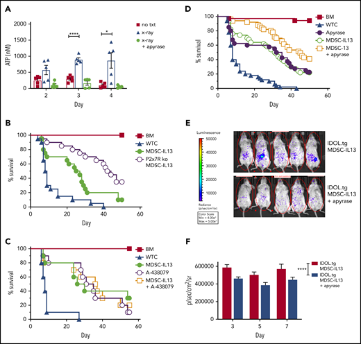 Extracellular ATP associated with MDSC loss of function. Balb/c mice were lethally irradiated then euthanized on the day indicated, injected intraperitoneally with 1 mL of cold RPMI. Animals marked X-ray plus apyrase received a single intraperitoneal injection of 10 units of apyrase 2.5 hours before euthanization. (A) Fluid was recovered from the peritoneal space to prechilled tubes and assayed for extracellular ATP. Data are representative of 2 independent experiments, n = 5 per group. (B) Kaplan-Meier survival curve of Balb/c-recipient GVHD animals receiving MDSC-IL13s (M13) or P2x7R KO MDSC-IL13s. Whole T cells (WTCs) vs M13, P = .0052; WTCs vs P2x7R KO, P < .0001; M13 vs P2x7R KO, P = .0158. Data are representative of 2 independent pooled experiments, n = 20 per group. (C) Kaplan-Meier survival of Balb/c GVHD mice treated with A-438079 (80 mg/kg intraperitoneally daily from day 0 to +4) with or without MDSC-IL13s as indicated. WTCs vs M13, P = .0028; WTCs vs A438079, P = .0002; WTCs vs A438079 plus M13, P = .0012; M13 vs A438079 or A438079 plus M13, P = not significant. Data shown represent a single experiment, n = 10 per group. (D) Kaplan-Meier survival curve of GVHD mice treated with apyrase (4 U intraperitoneally daily from day 0 to 4) or MDSC-IL13 plus apyrase, as indicated. WTCs vs M13, apyrase, or M13 plus apyrase, P < .0001; M13 vs apyrase, P = not significant; M13 vs apyrase plus M13, P = .0063; apyrase vs M13 plus apyrase, P = .0164. Data represent 5 combined independent experiments, n = 50 per group. (E) Animals were treated as in panel D using IDOL-transgenic donors and then on day 3 posttransfer assayed for whole-body bioluminescent imaging 5 minutes after D-luciferin injection. (F) Summary data are from a single experiment, n = 12 to 14 mice per group, and are representative of 2 independent experiments. *P < .05, ****P < .0001. txt, treatment.