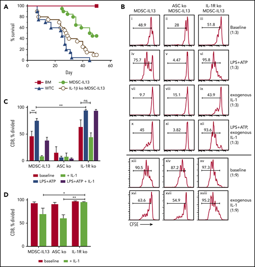 IL-1β plays a protective role by suppressing T cells. (A) Kaplan-Meier survival curve of Balb/c-recipient GVHD mice receiving MDSC-IL13s (M13) from WT or IL-1β–deficient donors. Whole T cells (WTCs) vs M13, P < .0001; WTCs vs IL-1β KO, P = .0434; M13 vs IL-1β KO, P = .0027. Data represent 2 independent pooled experiments, n = 20 per group. (B) Cultured MDSC-IL13s from WT or IL-1R KO donors were plated in a suppression assay at a 1:3 or 1:9 ratio as indicated with CFSE-labeled naïve responder IL-1R KO T cells and T cell–depleted stimulators (0.5×) from IL-1R KO donors with 0.25 µg/mL of anti-CD3ε. Histograms represent loss of CFSE fluorescence from cell division 3 days after coculture and are coded for clarity with text. Summary data for the 1:3 (C) and 1:9 ratios, representing 3 independent cultures per group, representative of 3 independent experiments. *P < .05, **P < .01. ns, not significant.