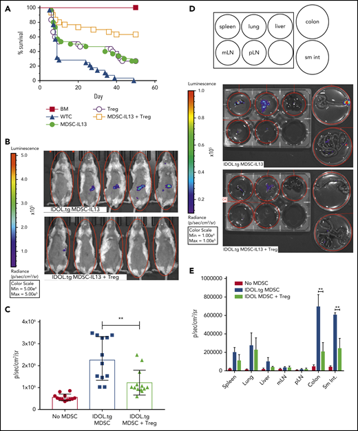 Regulatory T cells promote enhanced survival by protecting MDSC-IL13 function. (A) Kaplan-Meier survival curve of Balb/c GVHD mice given MDSC-IL13s (6e6) and/or freshly isolated regulatory T cells (2e6). Whole T cells (WTCs) vs M13, P = .0022; WTCs vs Tregs, P = .0083; WTCs vs M13 plus Tregs, P < .0001; M13 vs Tregs, P = not significant; M13 vs M13 plus Tregs, P = .0064; Tregs vs M13 plus Tregs, P = .0047. Data are a combination of 3 independent experiments, n = 30 per group. (B) GVHD animals were treated as in panel A with MDSC-IL13s from IDOL-transgenic donors with or without Tregs. On day 5, animals were shaved and given 3 mg of D-luciferin intraperitoneally; BLI was performed after 5 minutes. (C) Summary BLI data, day 5, indicating the radiance values for the region of interest shown in Figure 6B. No MDSCs vs IDOL MDSCs, P < .0001; no MDSCs vs IDOL plus Tregs, P = .0006; IDOL vs IDOL plus Tregs, P = .0022. Data are from n ≥ 12 per group, representative of 2 independent experiments. (D) After whole-body imaging, animals were euthanized and organs explanted to dishes containing D-luciferin in solution for imaging as indicated. (E) Day 5 summary data of organ explants, n = 5 per group. **P < .01. mLN, mesenteric lymph node; pLN, peripheral LN; sm int, small intestine.