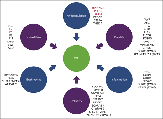 Genes associated with VTE. Genes are grouped according to biological links to VTE: coagulation, anticoagulation, platelets, erythrocytes, inflammation, and unknown. Genes associated with major thrombophilias are marked in red. Question marks denote not replicated genes. TWAS shows that the gene was identified with transcriptome-wide association study.