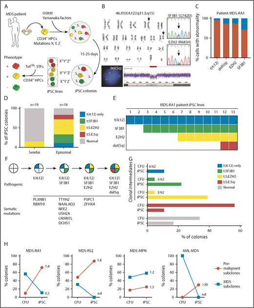 Figure 1. Reprogramming identifies stages of clonal evolution in MDS. (A) Experimental scheme. BMMCs are extracted from the iliac crest of patients with MDS and cryopreserved. CD34+ HPCs are isolated and reprogrammed by episomal transfection of OSKM transcription factors. Single reprogrammed cells give rise to iPSC colonies, and individual colonies are genotyped for disease alleles and expanded into clonal iPSC lines. Individual lines are differentiated into CD34+ HPCs and multipotential progenitor lines established by 5F transfection. (B) Molecular abnormalities present in the MDS-RA1 patient. Standard karyotype showing the reciprocal t(4;12)(q31.3;q15) translocation (arrows). EGR1(red)/D5S23 FISH and SNP arrays showing a del(5)(q31.2) deletion; and Sanger sequencing showing heterozygous EZH2 (p.R685H, NM_001203247.1: c.2054G>A) and SF3B1 (p.G742D, NM_012433.2: c.2225G>A) mutations. (C) Percentage of patient BMMCs positive for t(4;12) by karyotyping, del(5q) by FISH, and point mutations (VAF × 2 for heterozygous mutations). (D) Genotyping of iPSC lines generated by nonintegrating Sendai or episomal reprogramming. iPSC lines were genotyped for t(4;12) by karyotyping, del(5q) by FISH, and Sanger sequencing for point mutations. Percent iPSCs of each genotype is indicated by color (total isolated = n), with gray indicating colonies negative for MDS mutations. Genotypes are abbreviated as follows: t(4;12)-only, t(4;12);SF3B1 (t;SF3B1), t(4;12);SF3B1;EZH2 (t;S;EZH2), t(4;12);SF3B1;EZH2;del(5q) (t;S;E;5q). (E) Genotypes of the individual iPSC lines (across) showing successive acquisition of patient-specific abnormalities (down). Only MDS-derived iPSCs are shown. (F) The inferred order of somatic mutations during clonal evolution. Somatic variants were identified by WES in the patient and one or more subclonal MDS-iPSCs but not in normal isogenic iPSCs. Variants are ordered according to iPSC genotype. Complete data are shown in supplemental Table 3. (G) Comparison of clonal representation (percentage of total colonies) by genotyping CFUs (n = 62) and iPSCs derived from patient CD34+ cells. Single colonies were genotyped for each mutation by allele-specific quantitative polymerase chain reaction. (H) Proportion of premalignant (red; partial complement of mutations) and malignant (blue; all mutations) subclones in CFU versus iPSC colonies of 4 patients with MDS. Number indicates fold enrichment in iPSCs compared with CFUs.