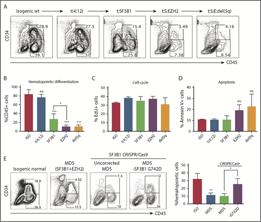 Figure 2. Disease progression impairs hematopoietic differentiation. Hematopoietic differentiation (day 14) of isogenic MDS-RA1 patient iPSCs showing representative flow plots (A) and percentage of CD45+ hematopoietic cells for each genotype (B): normal (ISO), t(4;12), t(4;12);SF3B1 (t;SF3B1), t(4;12);SF3B1;EZH2 (t;S;EZH2), and t(4;12);SF3B1;EZH2;del(5q) (t;S;E;del5q). (B) Mean ± standard deviation (SD) of 2 to 3 iPSCs per genotype, 4 independent experiments. (C) Percentage of EdU-positive actively cycling CD34+CD45+ isogenic HPCs after 3 hours of EdU labeling. (D) Percentage of annexin V+ apoptotic CD34+CD45+ HPCs. (C-D) Mean ± SD of 1 iPSC line per genotype, 3 independent experiments. (E) Hematopoietic differentiation efficiency (%CD45+ cells) of normal (ISO) and t(4;12);SF3B1;EZH2 (MDS) iPSCs generated by using Sendai reprogramming. SF3B1 p.G742D-ablated (p.G740fs, NM_012433.2: c.2219delG) labeled “-G742D,” and noncorrected SF3B1-mutant iPSCs, were generated by using CRISPR/Cas9. Quantitation is shown as mean ± SD of 2 independent iPSCs, 2 to 3 independent experiments. For all panels, ***P < .001, **P < .005, *P < .05; unpaired t test vs normal isogenic iPSCs unless indicated. ns, not significant.