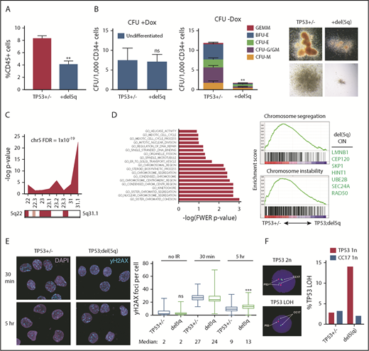 Figure 5. Del(5q) promotes genome instability. (A) Hematopoietic differentiation (%CD45+) of isogenic TP53 R209fs (TP53+/−) and TP53 R209fs;del(5q) iPSCs; mean ± standard error of the mean. Two iPSCs per genotype, 2 experiments. **P = .003, t test. (B) Colony-forming potential of TP53 R209fs (TP53+/−) and TP53 R209fs;del(5q) CD34+5F HPCs. Full dataset is shown in supplemental Figure 6A. Left: undifferentiated CFU (+Dox). Middle: differentiated CFU (–Dox). Right: representative erythroid (BFU-E) and myeloid (CFU-GM) colonies. Two iPSCs per genotype, 2 experiments. **P = .001, t test. (C) Chromosomal location of downregulated genes (P < .1; 1.5-fold) in del(5q) HPCs. RNA sequencing was performed on TP53 R209fs (TP53+/−) and TP53 R209fs;del(5q) CD34+5F cells; t test, 2 iPSCs, 2 experiments. (D) Top downregulated GO categories in TP53;del(5q) CD34-5F cells. Left: GO categories ranked by -log of FWER P value. Right: gene set enrichment of GO Chromosome segregation and Chromosome instability gene sets35 in TP53+/− vs TP53;del(5q). Top del(5q) CIN/DDR genes listed. (E) DNA double-strand breaks measured by γ-H2AX foci in CD34+5F cells 30 minutes and 5 hours after 4 Gy irradiation. Median ± 95% CI, >100 cells, 2 experiments. ***P < .0001, Mann-Whitney U test. (F) Loss of TP53 heterozygosity detected by 17q FISH in CD34-5F cells cultured for 1 month after 4 Gy of γ-irradiation. CC17, control probe.