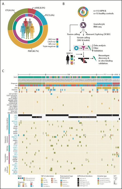 Figure 1. Large aberrations and small mutations (SNVs and indels) shape the MPN mutational landscape. (A) Distribution of diagnosis within the MPN cohort (outer ring). Occurrence of the MPN driver mutation status within each diagnosis (inner ring). Number of patients with each diagnosis (center). Healthy controls are in gray. (B) Transcriptome sequencing was performed on granulocyte RNA from 113 MPN patients and 15 healthy controls. Independent workflows for fusion calling, variant calling (SNVs and indels), and differential splicing analysis (in SF3B1-mutated patients) were established. Mutations were called, filtered, and validated; those leading to protein changes were translated to amino acid sequences. Neoantigens were predicted on a personalized level, taking each patient’s MHCI haplotype into consideration. (C) A total of 123 MPN patient samples is depicted and sorted by diagnosis, MPN driver mutation status (JAK2, CALR, or MPL positive), and nondriver mutation frequency. Patient sample replicates (n = 10) sequenced across or with the same batch (A-E) are indicated in capital letters (A-J). Chromosomal aberrations panel: uniparental disomies (UPDs), deletions, and gains were called with Affymetrix SNP 6.0 arrays (supplemental Table 5). Fusion panel: fusions were private among patients and colored by rearrangement type. Two fusions were reported for patient P106A#A. For fusion calling, we combined the results of 3 fusion detection tools (deFuse, SOAPfuse, and TopHat-Fusion) to overcome algorithm-specific biases, a practice that is frequently suggested in fusion benchmarking studies.39,40 MPN driver mutation panel: MPN driver mutation status (JAK2, CALR, and MPL) was determined as described in supplemental Methods. SNVs and indels panel: genes are grouped by occurrence in pathways and by mutation frequency. Mutations are colored by mutation type, and a gradient for high and low SIFT score was applied (only for SNVs). Small rectangles with black frame enhance visibility for mutations with low SIFT score. Only those genes with ≥2 mutations across the cohort, with the exception of genes involved in the splicing machinery (SRSF2, SF3A1), are shown. Gene names in blue are part of the TruSight Myeloid Sequencing Panel. For validation, variants from 77 RNA/DNA pairs were compared (supplemental Figure 6). Of 113 variants, 91 (81%) were concordant between RNA and DNA, 6 (5%) variants were only called on the RNA level, and 16 (14%) variants were only called on the DNA level (supplemental Table 10). Of the 16 variants called on DNA only, 4 were filtered out because of RNA-specific filters (supplemental Methods: RNA-specific filter a-e), and the remaining 12 were not called because of low gene expression and low variant allele frequency.