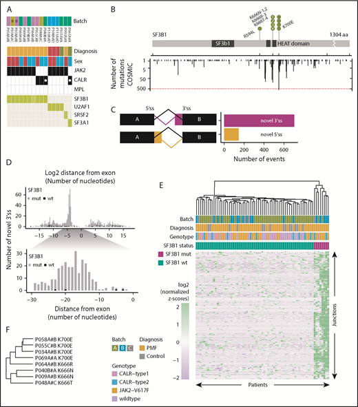 Figure 3. SF3B1-mutated PMF patients show distinct aberrant 3′ splicing. (A) SF3B1 mutations were present in 9 PMF patients, both JAK2- and CALR-positive patients. Other splicing factor mutations (U2AF1, SRSF2, and SF3A1) were mutually exclusive to SF3B1. (B) Gene mutation map of SF3B1. Nonsynonymous mutations in SF3B1 were located in oncogenic hotspot sites (K700E and K666N/R/T), with the exception of R594L. Mutations in SF3B1 were overlaid with mutation data from the COSMIC database22 (y-axis counts at the bottom). (C) Comparison of the frequencies of novel 3′ss and novel 5′ss. (D) Bar graphs showing the frequency of the log2 distance (in nucleotides) of the aberrant splice site from its canonical site. Zero indicates the start of the exon. (E) Hierarchical clustering of log2-normalized z-scores for 271 significantly upregulated 3′ss sites, located 10 to 30 bp away from the canonical splice site, in SF3B1+ patients (supplemental Table 14). (F) Mutation-specific splicing patterns were observed for amino acid changes K700 and K666.
