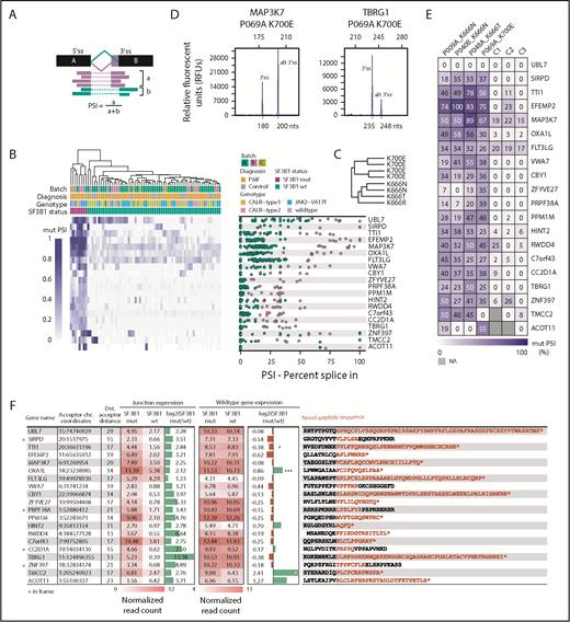 Figure 4. Top 20 genes, ranked by highest PSI value, have putative alterations on the protein level. (A) PSI values for alternative 3′ss were calculated by dividing the number of reads spanning the alternative 3′ss by the number of reads spanning the alternative 3′ss + the number of reads spanning the canonical splice site. (B) Hierarchical clustering of PSI values of novel 3′ss vs canonical 3′ss of the top 20 genes ranked by ascending PSI values. Only junction sites introducing novel peptide sequences were considered. (C) PSI-specific splicing patterns were observed for amino acid changes K700 and K666. (D) Fragment length analysis was used to validate RNA-based PSI measurements. (E) Validation of PSI values for 4 patients and 3 healthy controls with fragment length analysis. Experimental PSI values were calculated using relative peak heights of canonical and alternate 3′ss. No alternative 3′ splicing for UBL7 was present in patients or healthy controls. (F) Summary of differential splice junction (junction expression, columns 4 and 5) and gene expression analysis (wild-type gene expression, columns 7 and 8) of SF3B1 mutated versus wild-type patients. Differential splice junction and gene expression identified 850 and 828 significantly regulated junctions and genes, respectively (supplemental Tables 13 and 17). Normalized junction and gene read counts were extracted for the previously identified top 20 genes with highest PSI. Columns 6 and 9: log2(fold change) mutant vs wild-type for junction and gene expression. Column 10: predicted amino acid sequences introduced by the splicing defects. *P < .05, ***P < .0005 (adjusted P values). chr., chromosome; Dst., distal (distal acceptor distance − number or nucleotides between aberrant and canonical splice site); mut, mutant; wt, wild-type.