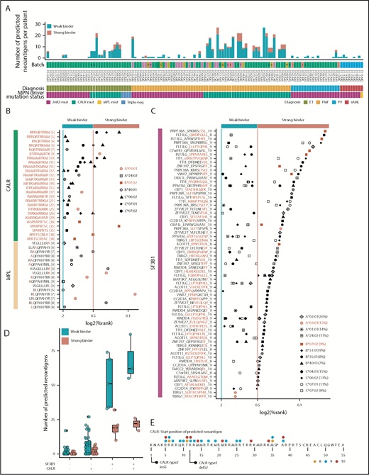 Figure 5. MPN driver mutations (CALR and MPL) and SF3B1-mediated splicing aberrations are a rich source of predicted neoantigens. (A) Number of predicted neoantigens (nonsynonymous SNVs, indels, and fusions) for each patient, based on individual HLA haplotypes. For prediction, the 4 most common alleles for HLA-A, HLA-B, and HLA-C within the MPN cohort were considered (supplemental Table 19). Thresholds for weak binders (%Rank < 2 and >0.5) and strong binders (%Rank < 0.5) were selected based on the NetMHCpan authors’ recommendation. Percentile rank score (%Rank) values for CALR and MPL (B) and SF3B1 peptides predicted with NetMHCpan (C) are plotted. HLA alleles, marked in red, were used for validation (Figure 6). HLA allele frequencies for the MPN cohort are indicated in panel C. (D) Number of predicted neoantigens (all mutation classes combined) for each patient with no CALR or SF3B1 mutation, 1 of the 2 mutations, or both mutations, separated into weak and strong binders. CALR-mutated patients had a mean of 8.0 weak binders and 2.3 strong binders, whereas SF3B1-mutated patients, without a cooccurring CALR mutation, had an average of 38.2 weak binders and 16.2 strong binders. For JAK2-V617F–mutated patients, we found an average of 0.9 and 0.1 predicted neoantigens for weak and strong binders, respectively (supplemental Table 23). (E) CALR mutant tail “consensus sequence” as reported by Klampfl et al.1 The dots indicate the starting positions of peptides colored by peptide length.