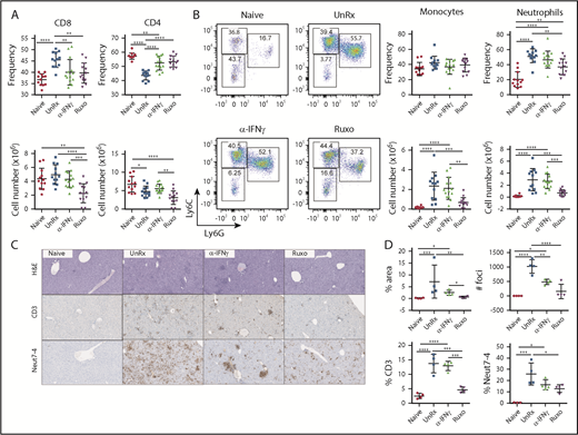 Figure 3. Ruxolitinib (Ruxo) reduces the expansion of T cells and neutrophils in secondary HLH. (A) Frequency (upper panels) and absolute numbers (lower panels) of splenic CD8+ T cells (left panels) and CD4+ T cells (right panels) gated on CD19−TCRβ+ cells. (B) Representative flow cytometric plots showing Ly6ChiLy6G− monocytes and Ly6G+Ly6Cint neutrophils gated on CD19−TCRβ−NK1.1−CD11c−CD11b+ cells. Summarized data are the frequency (upper right panels) and absolute numbers (lower right panels) of splenic monocytes and neutrophils. Each data point represents 1 mouse, and data were collected from 3 independent experiments. The mean ± standard deviation are shown. (C) Representative images showing hematoxylin and eosin–stained sections of liver (top row) and immunohistochemical-stained sections of liver showing CD3+ (middle row) and Neut7-4+ (bottom row) cells from mice injected with PBS (Naive) or CpG and αIL-10R that were left untreated (UnRx) or treated with αIFN-γ or Ruxo. Original magnification ×200. The total number of mice per group was n = 12 each (Naive and UnRx), n = 14 (IFN-γ) and n = 13 (Ruxo). (D) Summarized data from liver histological analyses showing the area of tissue infiltrated by immune cells (upper left panel), the number of inflammatory foci per field of view at 2× magnification (upper right panel) and the percentages of CD3+ cells (lower left panel) and Neut7-4+ cells (lower right panel) within inflammatory foci. Data were collected from 2 independent experiments (n = 4 mice per group). Samples were randomly chosen for histological analysis. *P < .05, **P < .01, ***P < .001, ****P < .0001.