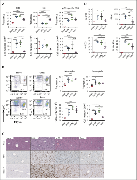 Figure 4. Ruxolitinib (Ruxo) reduces the expansion of T cells and neutrophils in primary HLH. (A) Summarized data of the frequency and absolute numbers of splenic CD8+ T cells (left panels), CD4+ T cells gated on TCRb+CD19− live cells (middle panels), and LCMV-specific (Db gp33) CD8+ T cells gated on CD8+ T cells (right panels). (B) Frequency of splenic monocytes (Ly6ChiLy6G−) and neutrophils (Ly6CintLy6G+) of CD11b+CD11c− cells. Data (mean ± standard deviation) are representative of 2 independent experiments. n = 5 mice per group. (C) Representative hematoxylin and eosin–stained liver sections (top row) and immunohistochemical staining of CD3+ (middle row) and Neut7-4+ (lower row) cells from naive Prf1−/− mice or mice infected with LCMV that were left untreated (UnRx) or treated with αIFN-γ or Ruxo. Original magnification ×200. (D) Data were quantitated and plotted as percentage area of inflammation (upper left panel), number of inflammatory foci per field of view at 2× magnification (upper right panel) and the percentages of Neut7-4+ cells (lower left panel) and CD3+ cells (lower right panel). Data were collected from 2 independent experiments (n = 4 mice per group). Samples were randomly chosen for histological analysis. *P < .05, **P < .01, ***P < .001, ****P < .0001.
