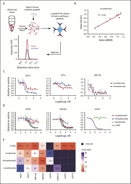Figure 1. Substrate degradation differs between drugs. (A) Schematic representation of the sample processing and analysis for the iMRM assay. Native peptide present in the sample and synthetic heavy peptide spiked into the sample are indicated by red and blue color, respectively. Liquid chromatography (LC)–MRM-MS trace is shown for 1 of the peptides, however, all 22 peptides were monitored in a single LC-MRM-MS method. (B) Plot of the ratio of substrate level in 1 µM lenalidomide over vehicle as measured in the iMRM assay vs SILAC MS. Line represents the linear regression (R2 = 0.94). (C-D) MM1S cells were treated with serial dilutions of lenalidomide (red), pomalidomide (blue), avadomide (green), CC-885 (purple), or vehicle for 6 hours and then substrate degradation was measured using the iMRM assay. Protein levels were normalized to housekeeping proteins (2 β-actin peptides and 1 GAPDH peptide) and the level in the vehicle-treated sample was normalized to 1. For each protein, data for a single peptide are shown. Data are mean ± standard error of the mean (SEM) (n = 3 replicates). Curves represent the logistic regression. (E) Logistic regression was used to calculated the EC50 for each drug and protein pairing. The value represents the mean EC50 value for all evaluable peptides (n = 1-2) for each protein. Ab, antibody.