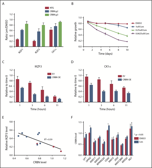 Figure 4. Substrate degradation is dependent on a limiting pool of CRBN. (A) MM1S cells that constitutively express CAS9 were transduced with lentivirus-expressing single guide RNAs and a fluorophore (tagRFP or RFP657). Data are mean ± SEM (n = 3 replicates). (B) MM1S cells were transduced with retrovirus-expressing GFP and CRBN. Relative growth was assessed by means of flow cytometry after treatment with decreasing doses of lenalidomide (Len) or vehicle. Data are representative of 2 independent experiments. (C-D) Levels of IKZF3 and CK1α protein as measured by the iMRM assay following treatment with 1 µM lenalidomide in MM1S cells overexpressing CRBN (CRBN OE; n = 3 replicates). Protein levels were normalized to a housekeeping factor and the level at the start of the experiment was normalized to 1. (E-F) Levels of IKZF3 and CRBN protein as measured by the iMRM assay in each of the 10 MM cell lines after treatment with 1 µM lenalidomide or vehicle for 24 hours. Protein levels were normalized to the housekeeping factor (n ≥ 3 replicates). (E) The ratio of IKZF3 in the lenalidomide-treated as compared with vehicle-treated samples is plotted against the absolute CRBN level in vehicle-treated samples. Points marked in red represent lenalidomide-sensitive cell lines. (F) Protein level of CRBN in each of the cell lines after treatment with 24 hours of 1 µM lenalidomide or vehicle. P values from a 2-sided Student t test. Data are mean ± SEM (n ≥ 3 replicates). NTG, nontargeting guide.