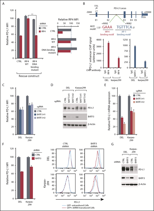 Figure 3. IRF4 and BATF3 directly regulate PD-L1 transcription in ALK+ ALCL. (A) DEL cells transduced with WT or DNA binding mutant IRF4, or with a control vector, were induced to express control or IRF4 shRNAs along with GFP. Surface PD-L1 expression in uninfected (GFP−) cells and shRNA-infected (GFP+) cells were measured by flow cytometry. IRF4 expression (right) was measured by intracellular flow cytometry. Error bars denote SEM of triplicates. **P < .01. (B) Diagrammatic representation of the AICE motif in PD-L1 predicted enhancer region (up). Chromatin immunoprecipitation from indicated antibodies was subjected to real-time PCR analysis for the PD-L1 enhancer region in DEL and Karpas299 lines (low). Error bars denote SEM of triplicates. (C) ALCL lines were infected with BATF3 or Ctrl sgRNAs, along with GFP. Surface PD-L1 expression in uninfected (GFP−) cells and sgRNA infected (GFP+) cells was measured by flow cytometry. The relative PD-L1 MFI was normalized to the uninfected (GFP−) cells. Error bars denote SEM of 4 repeats. P < .05 for all the data. (D) ALCL lines were infected with BATF3 or Ctrl sgRNAs, selected and induced to expression. Lysates were analyzed by immunoblotting for the indicated proteins. (E) ALCL lines were infected with BATF3 or Ctrl sgRNAs, selected and induced to expression; PD-L1 gene expression was measured by real-time PCR. Error bars denote SEM of triplicates. (F) ALCL lines were infected with BATF3 or Ctrl shRNAs along with GFP. Surface PD-L1 expression in uninfected (GFP−) cells and shRNA-infected (GFP+) cells was measured by flow cytometry. The relative PD-L1 MFI was normalized to the uninfected (GFP−) cells. Error bars denote SEM of triplicates. P < .05 for all the data. One of the represented histogram is shown (right). (G) ALCL lines were infected with BATF3 or Ctrl shRNAs, selected and induced to expression. Lysates were analyzed by immunoblotting for the indicated proteins.