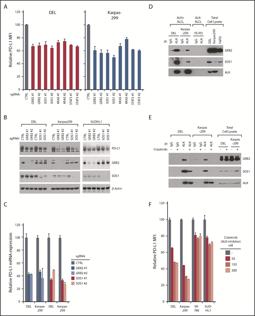 Figure 4. GRB2/SOS1 are essential for PD-L1 induction downstream of ALK-NPM. (A) ALCL lines were induced to express indicated sgRNAs along with GFP. Surface PD-L1 expression in uninfected (GFP−) cells and sgRNA-infected (GFP+) cells were measured by flow cytometry. The relative PD-L1 MFI was normalized to the uninfected (GFP−) cells. Number of repeats for sgRNAs: GRB2, n = 8; SOS1, n = 8; KRAS, n = 3; and STAT3, n = 3. Error bars denote SEM. P < .05 for all the data. (B) ALCL lines were infected with GRB2, SOS1, or Ctrl sgRNAs, selected and expression induced. Lysates were analyzed by immunoblotting for the indicated proteins. (C) ALCL lines were infected with GRB2, SOS1, or Ctrl sgRNAs, selected and expression induced. PD-L1 gene expression was measured by real-time PCR. Error bars denote SEM of triplicates. (D) ALK IPs or total lysates from DEL, Karpas299, and FePD cells were immunoblotted for the indicated proteins. (E) ALK IPs or total lysates from DEL and Karpas299 cells treated with ALK inhibitor crizotinib (300 nM) or dimethyl sulfoxide (DMSO) for 24 hours were immunoblotted for the indicated proteins. (F) ALCL cell lines were treated with ALK inhibitor crizotinib for 24 hours at indicated concentrations; surface PD-L1 expression was measured by flow cytometry and normalized to DMSO controls. Error bars denote SEM of triplicates.