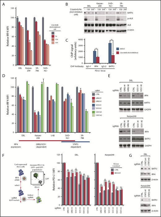 Figure 5. Regulatory network for IRF4/BATF3 expression in ALK+ ALCL. (A) Indicated ALCL cell lines were treated with ALK inhibitor crizotinib for 24 hours at indicated concentrations and IRF4 expression was measured by intracellular flow cytometry and normalized to DMSO controls. (B) Indicated ALCL cell lines were treated with ALK inhibitor crizotinib for 24 hours at indicated concentrations. Lysates were analyzed by immunoblotting for the indicated proteins. (C) Karpas299 cells treated with ALK inhibitor crizotinib (300 nM) for 24 hours or untreated. Chromatin immunoprecipitation from indicated antibodies was subjected to real-time PCR analysis for PD-L1 locus. (D) ALCL lines were induced to express indicated sgRNAs along with GFP. Intracellular IRF4 expression in uninfected (GFP−) cells and sgRNA-infected (GFP+) cells were measured by flow cytometry. The relative IRF4 MFI was normalized to the uninfected (GFP−) cells. (E) DEL and Karpas299 lines were infected with GRB2, SOSO1, or Ctrl sgRNAs, selected and induced to expression. Lysates were analyzed by immunoblotting for the indicated proteins. (F) DEL and Karpas299 cells transduced with WT IRF4 or with a control vector were induced to express control or indicated sgRNAs along with GFP. Surface PD-L1 expression in sgRNA uninfected (GFP−) cells and sgRNA-infected (GFP+) cells were measured by flow cytometry. The relative PD-L1 MFI of sgRNA-infected (GFP+) cells was normalized to sgRNA uninfected (GFP−) cells. Error bars denote SEM of triplicates. *P < .05; **P < .01; n.s indicates no statistically significant difference. (G) DEL and Karpas299 lines were infected with STAT3 or Ctrl sgRNAs, selected and induced to expression. Lysates were analyzed by immunoblotting for the indicated proteins. All error bars denote SEM of triplicates.