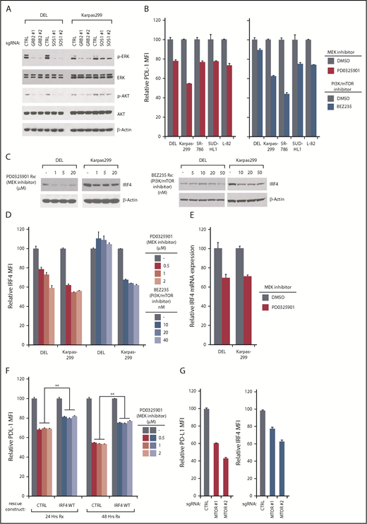 Figure 6. PD-L1/ IRF4 expression are dependent on ERK and AKT signaling. (A) DEL and Karpas299 lines were infected with GRB2, SOSO1, or Ctrl sgRNAs, selected and induced to expression. Lysates were analyzed by immunoblotting for the indicated proteins. (B) Indicated ALCL cell lines were treated with MEK inhibitor PD0325901 (10 μM), and PI3K/mTOR dual inhibitor BEZ235 (10 nM) for 24 hours, surface PD-L1 expression was measured by flow cytometry. Error bars denote SEM of triplicates. (C) DEL and Karpas299 cells were treated with MEK inhibitor PD0325901 and PI3K/mTOR dual inhibitor BEZ235 at indicated concentrations for 48 hours. Lysates were analyzed by immunoblotting for the indicated proteins. (D) DEL and Karpas299 cells were treated with MEK inhibitor PD0325901 and PI3K/mTOR dual inhibitor BEZ235 at indicated concentrations for 48 hours. IRF4 expression was measured by intracellular flow cytometry and normalized to DMSO controls. Error bars denote SEM of triplicates. (E) DEL and Karpas299 cells were treated with MEK inhibitor PD0325901 (1 μM) for 4 hours. IRF4 gene expression was measured by real-time PCR. Error bars denote SEM of triplicates. (F) DEL and Karpas299 cells transduced with WT IRF4 or with a control vector were treated with MEK inhibitor PD0325901 at indicated concentrations for 24 and 48 hours. Surface PD-L1 expression in treated and untreated (DMSO) cells were measured by flow cytometry. The relative PD-L1 MFI was normalized to untreated (DMSO) cells. Error bars denote SEM of triplicates. **P < .01. (G) Karpas299 cells were induced to express MTOR or Ctrl sgRNAs along with GFP. Intracellular IRF4 and surface PD-L1 expression in uninfected (GFP−) cells and sgRNA infected (GFP+) cells were measured by flow cytometry. The relative PD-L1 and IRF4 MFI was normalized to the uninfected (GFP−) cells. Error bars denote SEM of 4 repeats. P < .05 for all the data.