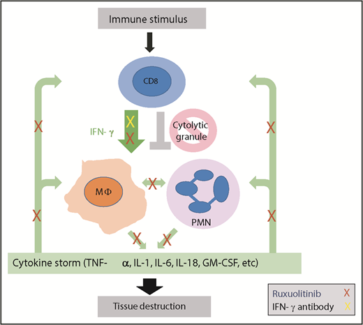HLH is a hyperinflammatory disease triggered by activating stimuli, including malignancy, infection, or autoimmunity, that leads to CD8+ T-cell activation, IFN-γ production, and activation of immune effector cells that produce additional cytokines. Due to inherited or acquired defects in cytolytic granule release, termination of the immune response does not occur. Continuous cytokine production ensues (green arrows), leading to a cytokine storm with continued immune effector cell activation and downstream tissue damage. The work by Albeituni et al implicates neutrophils as an additional effector of this tissue damage. IFN-γ blockade (yellow X) specifically blocks the driving cytokine in this process.9 The JAK inhibitor ruxolitinib (red Xs) blocks IFN-γ, but also has more pleiotropic effects impacting additional cytokine-mediated signals, including those that impact deleterious neutrophil activity. MΦ, macrophage; PMN, polymorphonuclear neutrophil.