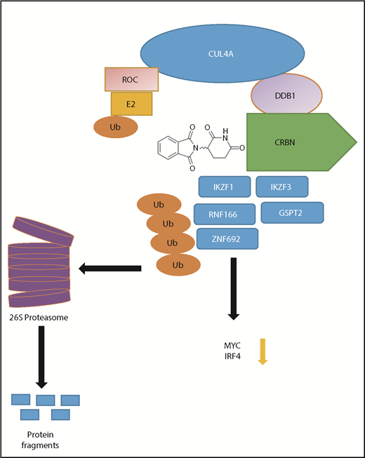 Cullin-RING E3 ubiquitin (Ub) ligase complex and thalidomide analog protein substrates. Schematic representation of the CRL4CRBN complex and its competing substrates. DDB1, damage specific DNA binding protein 1; E2, ubiquitin-conjugating enzyme E2; ROC, regulator of cullins.