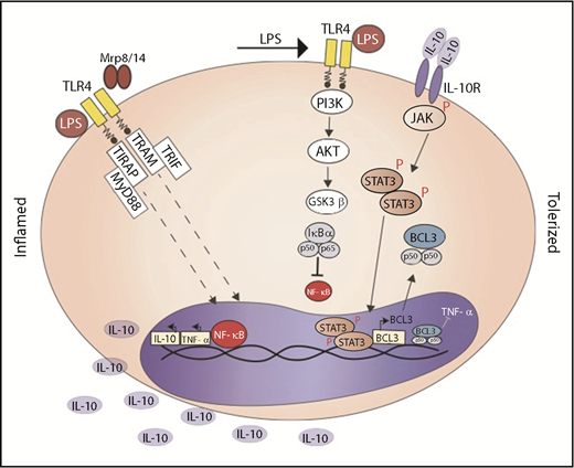LPS or Mrp-8 activates TLR-4 and downstream NF-κB translocation into the nucleus; in the nucleus, NF-κB induces the synthesis of TNF-α and IL-10. Secondary stimulation with LPS activates PI3K/AKT and phosphorylates GSK3β; inactive phosphorylated GSK3β does not degrade IκBα and impairs NF-κB activation. IL-10, via IL-10R, phosphorylates STAT3 that induces BCL-3 synthesis. BCL-3 promotes binding of inactive NF-κB to the TNF promoter. R, receptor