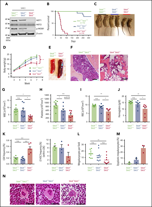 Hematopoietic-specific inactivation of Hippo kinases results in lethal bone marrow failure with features of del(20q) MDS. Genotypes analyzed for this figure include: Stk4f/fStk3f/f;Vav1-Cre+ (Stk4−/−Stk3−/−), Stk4f/+Stk3f/f; Vav1-Cre+ (Stk4+/−Stk3−/−), Stk4f/fStk3f/f;Vav1-Cre−, or Stk4f/+Stk3f/f;Vav1-Cre− (Stk4+/+Stk3+/+). All mice were analyzed in groups with littermates. Unless otherwise indicated, data are derived from mice of 6 to 9 weeks in age. (A) Western blot showing MST1 (Stk4), MST2 (Stk3), phosphorylated MOB1, and β-actin (loading control) proteins in Lin− hematopoietic cells. Bone-marrow– and spleen-derived mononuclear hematopoietic cells from 2 mice per genotype were pooled before Lin− isolation and protein lysate generation. (B) Kaplan-Meier survival plots for mice of indicated genotypes. (C) Representative image of 7-week-old, sex-matched littermates of mice of the indicated genotypes. (D) Weekly weight measurement (in grams) for multiple cohorts of mice between 3 and 7 weeks of age. n = 6 to 10 mice per genotype. Statistical significance was determined at week 7 by 1-way analysis of variance, followed by comparison against Stk4+/+Stk3+/+ values using the post hoc Tukey test. (E) Representative spleen images for 6- to 8-week-old mice of the indicated genetic backgrounds. (F) Representative hematoxylin and eosin (H&E)–stained bone marrow sections for 6- to 8-week-old mice. Scale bar, 200 μm. (G-J) Peripheral blood measurements for white blood cell (WBC) count (G), platelet count (H), red blood cell (RBC) count (I), and hemoglobin (J). Statistical significance was determined by 1-way ANOVA followed by the post hoc Tukey test for multiple comparisons. (K) Bone marrow frequencies of hematopoietic stem/progenitor populations as measured by flow cytometry in mice of the indicated genotypes. (L) The number of mature morphological megakaryocytes per ×20 magnification field in H&E-stained bone marrow sections. Data are derived from 5 representative sections each of 2 mice per genotype. Statistical significance was determined by 1-way ANOVA, followed by the post hoc Tukey test for multiple comparisons. (M) Frequency (%) of dysplastic megakaryocytes detected in representative H&E-stained bone marrow sections from 3 independent mice of the indicated genotypes. (N) Representative images of megakaryocytes observed in H&E-stained bone marrow sections in mice of the indicated genotypes. A representative dysplastic megakaryocyte with irregular nuclear morphology is indicated (right). Scale bar, 60 µm. Data are presented as mean values with error bars representing SEM and data points for individual mice. *P < .05, **P < .01, ***P < .001. LT-HSC, LSK+CD48−CD150+.