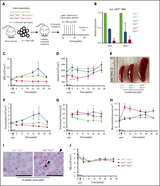 Inducible Hippo kinase deletion in the adult mouse hematopoietic system recapitulates MDS and MPN phenotypes. Recipient mice analyzed in this figure were derived from cells of the following genotypes: Stk4f/fStk3f/f;Mx1-Cre+ (Stk4Δ/ΔStk3Δ/Δ, red), Stk4f/+Stk3f/+;Mx1-Cre+ (Stk4Δ/+Stk3Δ/+, blue), and Stk4f/fStk3f/f;Mx1-Cre− (Stk4+/+Stk3+/+, green); n = 9 mice per genotype. (A) Experimental schematic depicting generation of bone marrow chimeras and pIpC treatment to induce hematopoietic-specific gene deletion for the indicated genotypes. (B) Gene expression for Stk4 and Stk3 measured by quantitative reverse transcription polymerase chain reaction (qRT-PCR) in flow-sorted Lin− cKIT+ hematopoietic progenitor cells derived from 2 representative mice of the indicated genotypes, 2 weeks after completion of pIpC treatment. Peripheral blood white blood cell (WBC) counts (C); peripheral blood platelet counts (D); representative spleens from mice of the indicated genotypes, 6 weeks after pIpC treatment (E); peripheral blood granulocyte counts (F); peripheral blood granulocyte frequencies (G); and peripheral blood MPV (H). (I) Representative Wright-Giemsa–stained peripheral blood smears from mice of the indicated genotypes, 6 weeks after pIpC treatment. Arrowheads indicate abnormally large platelets. Scale bar, 50 μm. (J) Peripheral blood red blood cell (RBC) counts. Data are representative of 2 independent experiments. Homozygous and heterozygous groups were independently tested for statistical significance against controls by multiple t tests with the Holm-Sidak correction. *P < .05, **P < .01, ***P < .001.