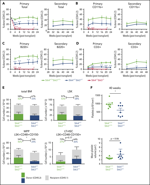 Hippo kinase inactivation promotes macrothrombocytopenia upon aging, even in the absence of malignant clonal HSC expansion. Genotypes analyzed for this figure include Stk4f/fStk3f/f;Vav1-Cre+ (Stk4−/−Stk3−/−, red), Stk4f/+Stk3f/+;Vav1-Cre+ (Stk4+/−Stk3+/−, blue), and Stk4f/fStk3f/f;Vav1-Cre− (Stk4+/+Stk3+/+, green). Primary transplantations: n = 10 (Stk4+/+Stk3+/+), n = 10 (Stk4+/−Stk3+/−), and n = 9 (Stk4−/−Stk3−/−). Secondary transplantations: n = 8 (Stk4+/+Stk3+/+) and n = 8 (Stk4+/−Stk3+/−). (A-D) Donor-derived frequencies (CD45.2%) in the peripheral blood over the course of primary and secondary bone marrow transplantations are shown for total mononuclear cells (A), myeloid-lineage cells (CD11b+) (B), B-lineage cells (B220+) (C), and T-lineage cells (CD3+) (D). (E) Analysis of hematopoietic stem/progenitor cell donor–derived frequencies (CD45.2%) in total bone marrow at the experimental end point (48 weeks). Total cell counts for the indicated populations are shown (left axis). Mean donor- and recipient-derived frequencies are indicated as a percentage. Statistical significance was determined by 2-tailed Student t test. (F) Platelet count and MPV peripheral blood of mice receiving the indicated donor genotypes at 40 weeks after transplant. Data are presented as the mean ± SEM. Statistical significance was determined by 2-tailed Student t test. *P < .05, **P < .01, ***P < .001.