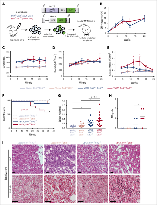 Heterozygous Hippo kinase inactivation cooperates with JAK2-V617F to promote lethal MF in mice. Genotypes used in this model are Stk4f/+Stk3f/+;Vav1-Cre+ (Stk4+/−Stk3+/−) and Stk4f/+Stk3f/+; Vav1-Cre− (Stk4+/+Stk3+/+). (A) Experimental schematic demonstrating the strategy for JAK2-V617F retroviral transduction/transplantation murine model of MPN. Mice were monitored up 36 weeks after transplant. Fluorouracil (5-FU)-treated bone marrow was pooled from 9 mice per genotype per transduction/transplantation experiment. Total mice analyzed in this model were as follows: n = 11 (Vector-Stk4+/+Stk3+/+), n = 10 (Vector-Stk4+/−Stk3+/−), n = 14 (V617F-Stk4+/+Stk3+/+), and n = 15 (V617F-Stk4+/−Stk3+/−). (B) Peripheral blood GFP+ (JAK2-V617F expressing) cell frequencies at the indicated time points measured via flow cytometry: n = 14 (V617F-Stk4+/+Stk3+/+) and n = 15 (V617F-Stk4+/−Stk3+/−). Data are means ± SEM. (C) Peripheral blood hematocrit (%) measurements at the indicated time points: n = 11 (Vector-Stk4+/+Stk3+/+), n = 10 (Vector-Stk4+/−Stk3+/−), n = 7 (V617F-Stk4+/+Stk3+/+), and n = 8 (V617F-Stk4+/−Stk3+/−). (D) As in panel C, but for platelet counts. (E) As in panel C, but for granulocyte counts. (F) Kaplan-Meier survival plot indicating overall survival for the indicated groups over the course of 36 weeks. Statistical significance is determined by log rank (Mantel-Cox) test: n = 11 (vector-Stk4+/+Stk3+/+), n = 10 (vector-Stk4+/−Stk3+/−), n = 14 (V617F-Stk4+/+Stk3+/+), and n = 15 (V617F-Stk4+/−Stk3+/−). (G) Spleen weights for mice of the indicated groups analyzed at the 36-week end point or upon euthanasia for disease progression: n = 11 (vector-Stk4+/+Stk3+/+), n = 10 (vector-Stk4+/−Stk3+/−), n = 13 (V617F-Stk4+/+Stk3+/+), and n = 14 (V617F-Stk4+/−Stk3+/−). Statistical significance was determined by one-way ANOVA followed by the post hoc Tukey test for multiple comparisons. (H) Quantification of MF grades 0-3 in murine bone marrow sections 36 weeks after transplant, based on an established fibrosis grading scale (see methods). Statistical significance between V617F groups was determined by 2-tailed Student t test. (I) Images of representative H&E-stained (top) and reticulin-stained (bottom) sections from the 3 groups indicated. Vector are representative of grade 0 MF, V617F-Stk4+/+Stk3+/+ is representative of grades 0 to 1 MF, and V617F-Stk4+/−Stk3+/− is representative of grades 1 to 2 MF. Scale bar, 100 µm. Data from 2 independent transduction/transplantation experiments with similar group size that demonstrated comparable results are combined. Data are means ± SEM. *P < .05, **P < .01.