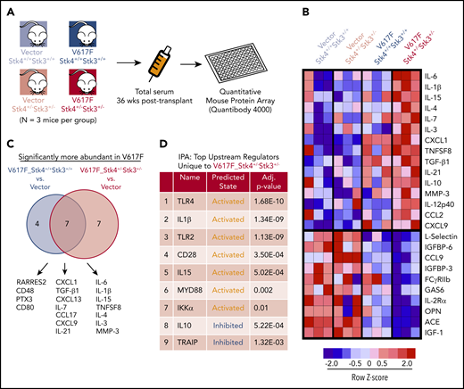 Hippo kinase deletion cooperates with JAK2-V617F to activate innate immune response and proinflammatory cytokine production. (A) Experimental schematic for array-based serum cytokine profiling in JAK2-V617F MPN model in vivo. (B) Heatmap displaying the relative abundance of the most uniquely enriched (top) or depleted (bottom) cytokines in V617F-Stk4+/−Stk3+/− mice (based on mean z scores of 3 independent mice). (C) Venn diagram comparing the significantly more abundant (false discovery rate < 0.1) cytokines in either V617F-Stk4+/+Stk3+/+ group (left) or V617F-Stk4+/−Stk3+/− group (right) when compared against 6 vector-transduced mice. (D) Table depicting the results of Ingenuity Pathway Analysis of top predicted upstream regulators, based on submission of a ranked list of relative cytokine abundance z scores in V617F-Stk4+/−Stk3+/− against a reference background of the entire set of measured cytokines in the array. Upstream regulator name, predicted activation state (activated or inhibited), and adjusted P-values are indicated.