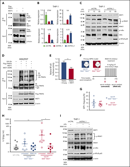 MST1 negatively regulates IRAK1-dependent innate immune activation of NF-κB and proinflammatory cytokine production in MPN. (A) Interaction between IRAK1 and MST1 is assessed in HEK293T cell lysates by immunoblot analysis for MST1 and Flag-IRAK1 after Flag-IP. Input is shown below by immunoblot analysis for Flag-IRAK1, MST1, and β-actin as a loading control. (B) Gene expression measured by quantitative reverse transcription polymerase chain reaction (qRT-PCR) in THP-1 cells 72 hours after transduction with control short hairpin RNA (shRNA; shCTRL, gray) or 2 independent STK4-targeting shRNAs (shSTK4_1/2, red/pink). Data are means ± SEM for 3 independent biological replicates. (C) Western blot showing the indicated protein and phospho-protein abundance in THP-1 cells 72 hours after transduction with shCTRL or shSTK4_1 vectors and stimulated with LPS (100 ng/mL) for the times indicated. Data are representative of 2 independent experiments. (D) Relative ubiquitination of TRAF6 in HEK293T cells transfected to express HA-ubiquitin (HA-Ub), Flag-TRAF6 and empty vector (−), MST1, or the kinase-dead mutant MST1-K59R, assessed by immunoblot analysis for HA-Ub after Flag-IP (HA-Ub-TRAF6). Input is shown by immunoblot for Flag, MST1, and β-actin as a loading control. Data are representative of 3 independent experiments. (E) Relative luciferase activity of a pNF-κB luciferase reporter construct (4× NF-κB–responsive elements upstream of minimal promoter and firefly luciferase) cotransfected in HEK293T cells with Flag-TRAF6 and either empty vector or MST1 expression vector. pRL-TK (Renilla luciferase reporter) is cotransfected as loading control, and firefly luciferase signal is normalized relative to Renilla. Data are means ± SEM for 3 independent biological replicates. Statistical significance was determined by 2-tailed Student t test. (F) Experimental schematic depicting strategy for generation of JAK2-V617F MPN model in 2 genotypes (Stk4+/+Stk3+/+ and Stk4+/−Stk3+/−) followed by IRAK1/4-inhibitor treatment, 4 mg/kg by intraperitoneal injection once every 3 days for 4 weeks. Wild-type controls, n = 12; V617F-Stk4+/+Stk3+/+, n = 7; and V617F-Stk4+/−Stk3+/−, n = 7. (G) GFP+ cell frequencies in peripheral blood measured by flow cytometry at 6 weeks after transplantation with JAK2-V617F–expressing cells of the indicated genotypes. (H) IL-1β abundance measured by ELISA in peripheral blood serum from mice of the indicated genotypes, before (untreated) or after (IRAK-inh) IRAK1/4-inhibitor treatment, as described in panel F. Statistical significance was determined by 1-way ANOVA followed by the post hoc Tukey test for multiple comparisons. (I) Western blot showing indicated protein and phospho-protein abundance in THP-1 cells 72 hours after transduction with shCTRL or shSTK4_1 vectors and stimulated with LPS (100 ng/mL) for 2 hours where indicated. Cells are pretreated with IRAK1/4-inhibitor (IRAK-inh) overnight at the indicated concentration, and this concentration was maintained during the LPS stimulation period. Data are representative of 2 independent experiments. *P < .05, **P < .01.