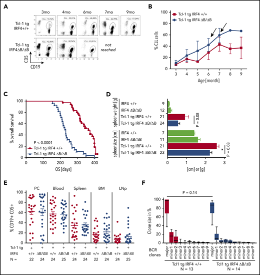 CLL development in Tcl-1 tg mice with and without IRF4 expression. (A) CD19+ CD5+ CLL cells were measured in the peripheral blood using flow cytometry and (B) analyzed over time. N = 6 (Tcl-1 tg IRF4+/+, red), N = 8 (Tcl-1 tg IRF4 ΔB/ΔB, blue). Arrows indicate mice euthanized because of overt CLL development. (C) Kaplan-Maier analysis showing overall survival of Tcl-1 tg IRF4+/+ mice (N = 36) and Tcl-1 tg IRF4 ΔB/ΔB mice (N = 28). The study end point of this analysis was 400 ± 20 days. (D) Spleen size and weight were analyzed in healthy age-matched littermates of the indicated genotypes (green) and leukemic Tcl-1 tg mice with WT IRF4 expression (red) or without IRF4 expression (blue). Analyzed mouse numbers are depicted on the y-axis. (E) CD19+ CD5+ CLL cells were measured in lymphoid organs derived from leukemic Tcl-1 tg mice with WT IRF4 expression (red) or without IRF4 expression (blue). (F) CLL clone sizes as measured by BCR sequencing. LNp, peripheral lymph nodes; major, major clone in % of total CLL cells; minor, minor clones in % of CLL cells; PC, peritoneal cavity; WT, wild-type.